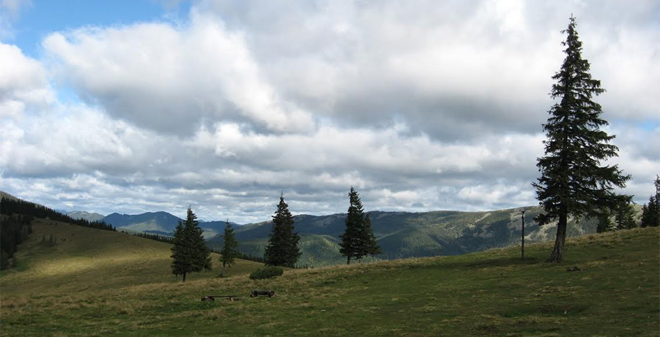 Явірник